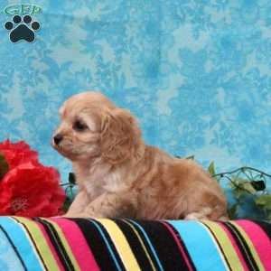 Kenny, Cavalier King Charles Mix Puppy